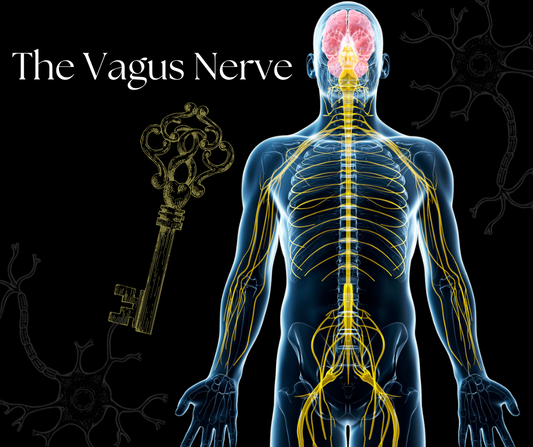 What is the Vagus Nerve, Why Does it Matter and How Can I Support it?