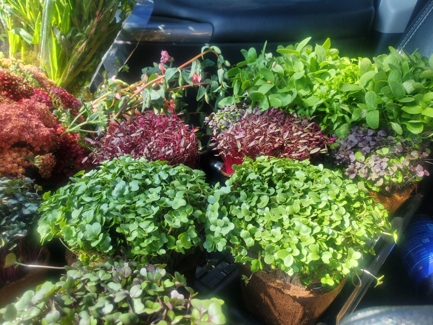 Functional Nutrition- Let's Get Started!