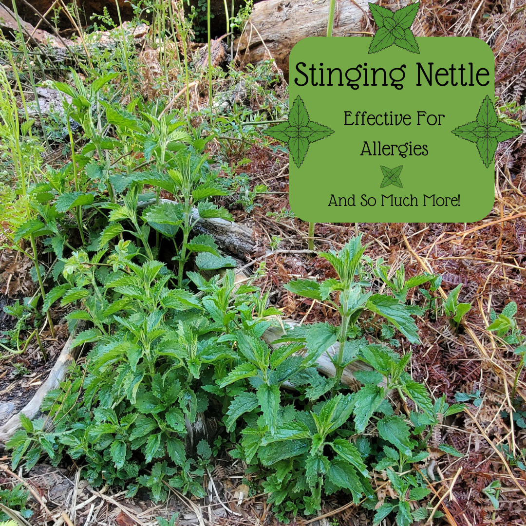 Stinging Nettle- Effective for Allergies and So Much More
